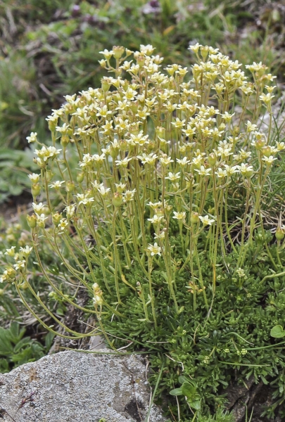 Pflanzenbild gross Moschus-Steinbrech - Saxifraga exarata subsp. moschata