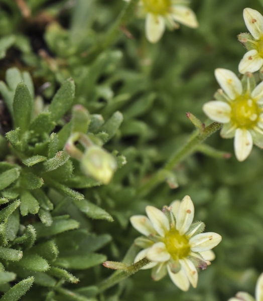Pflanzenbild gross Moschus-Steinbrech - Saxifraga exarata subsp. moschata