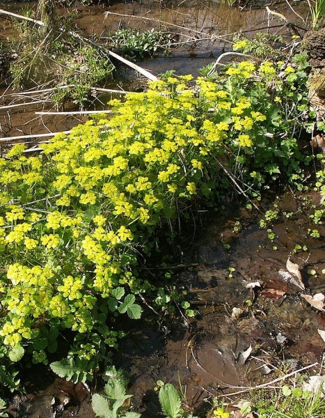 Pflanzenbild gross Wechselblättriges Milzkraut - Chrysosplenium alternifolium