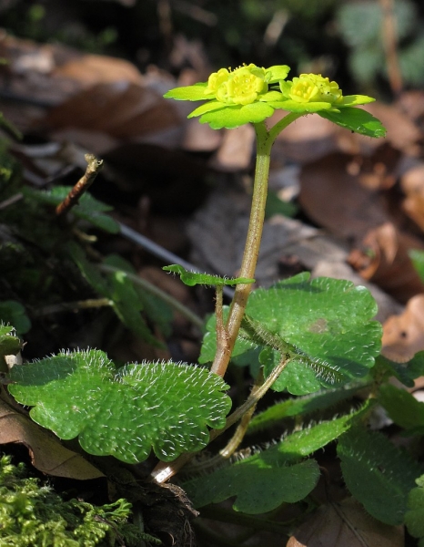 Pflanzenbild gross Wechselblättriges Milzkraut - Chrysosplenium alternifolium