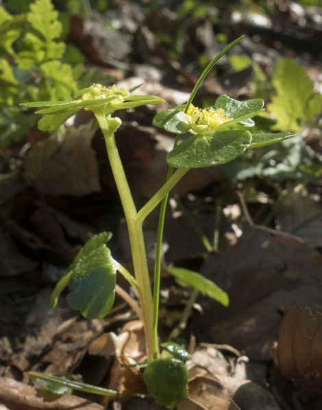 Pflanzenbild gross Wechselblättriges Milzkraut - Chrysosplenium alternifolium