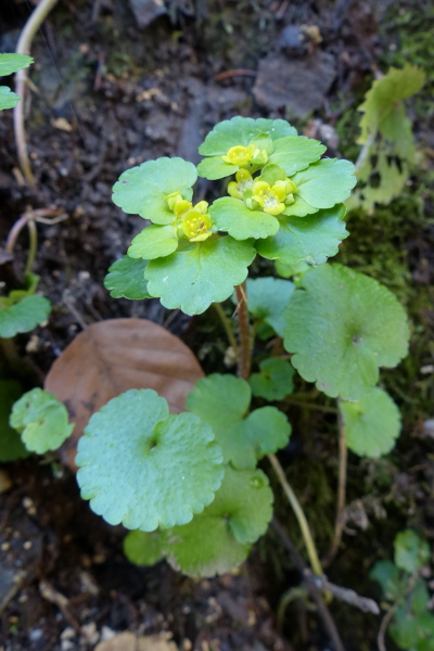 Pflanzenbild gross Wechselblättriges Milzkraut - Chrysosplenium alternifolium