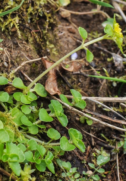 Pflanzenbild gross Gegenblättriges Milzkraut - Chrysosplenium oppositifolium