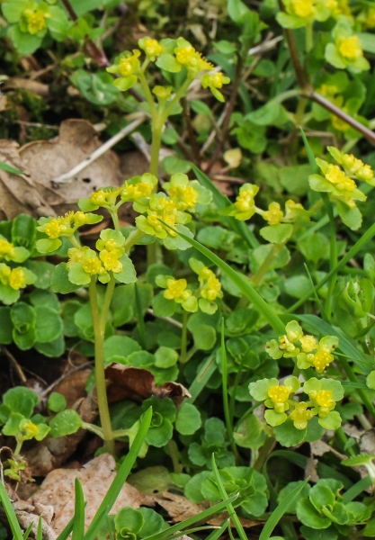 Pflanzenbild gross Gegenblättriges Milzkraut - Chrysosplenium oppositifolium