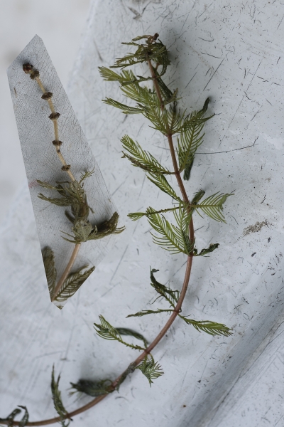 Pflanzenbild gross Ähriges Tausendblatt - Myriophyllum spicatum