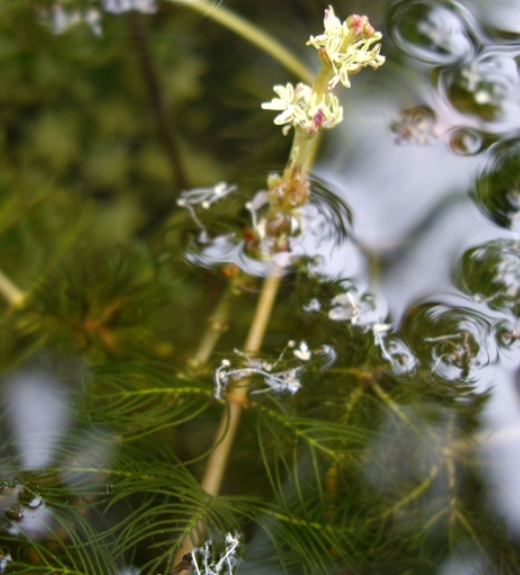 Pflanzenbild gross Ähriges Tausendblatt - Myriophyllum spicatum