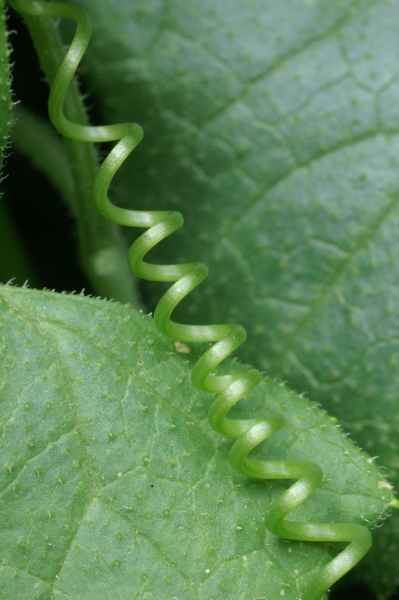 Pflanzenbild gross Zweihäusige Zaunrübe - Bryonia dioica