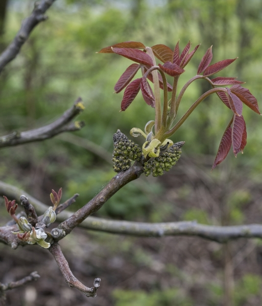Pflanzenbild gross Walnussbaum - Juglans regia