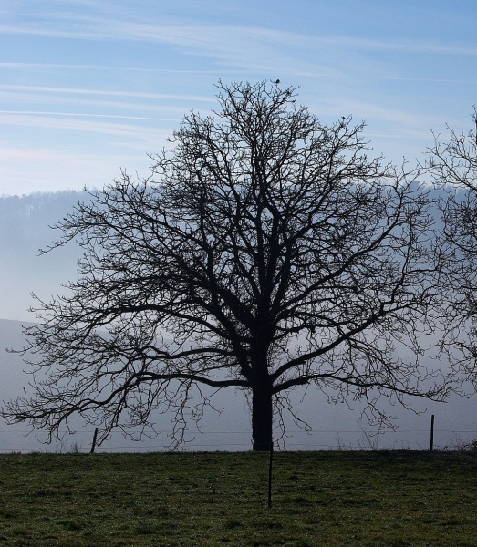 Pflanzenbild gross Walnussbaum - Juglans regia