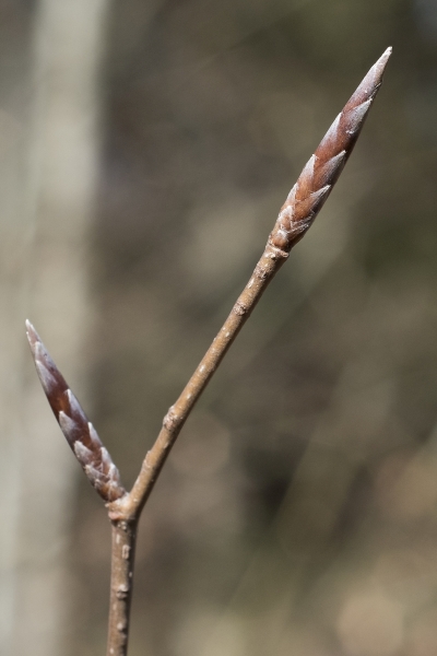 Pflanzenbild gross Rot-Buche - Fagus sylvatica