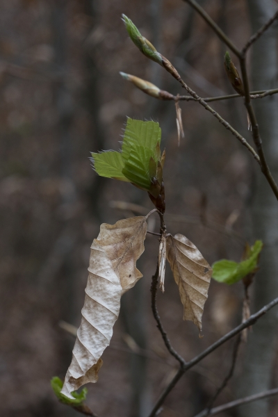 Pflanzenbild gross Rot-Buche - Fagus sylvatica