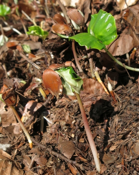 Pflanzenbild gross Rot-Buche - Fagus sylvatica