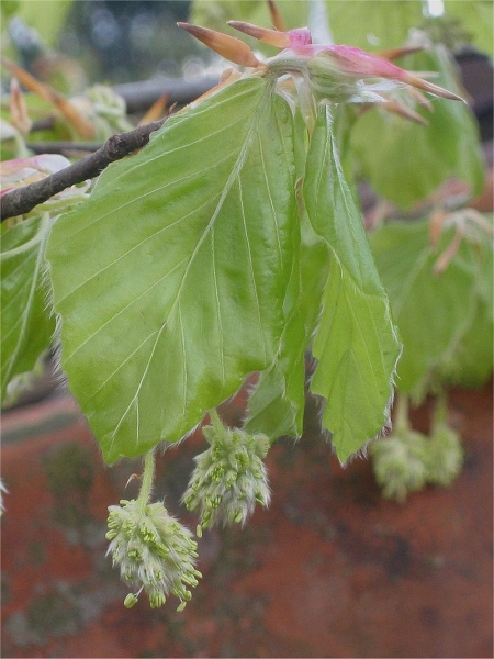 Pflanzenbild gross Rot-Buche - Fagus sylvatica
