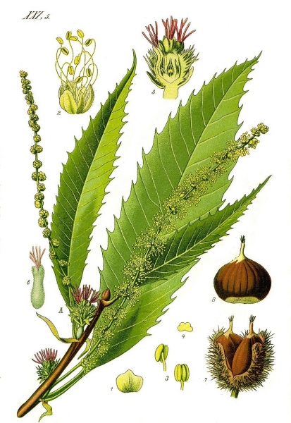 Pflanzenbild gross Edel-Kastanie - Castanea sativa