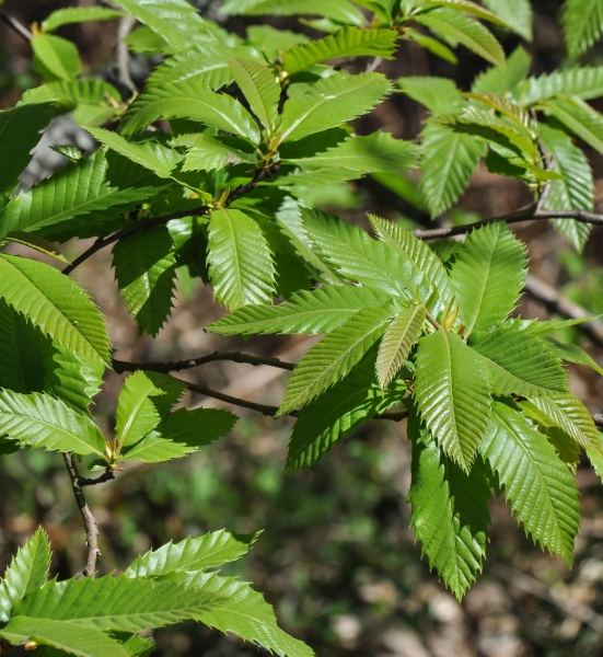Pflanzenbild gross Edel-Kastanie - Castanea sativa