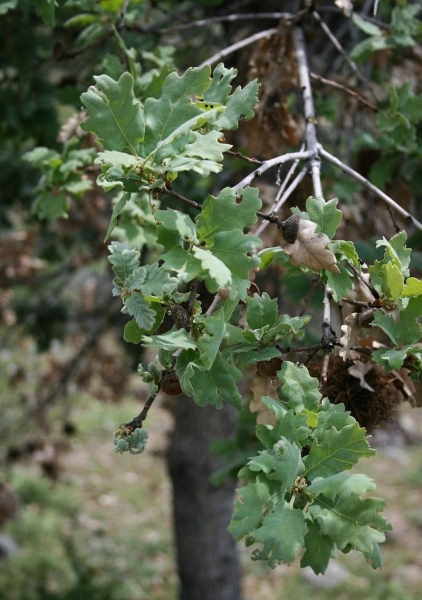 Pflanzenbild gross Flaum-Eiche - Quercus pubescens