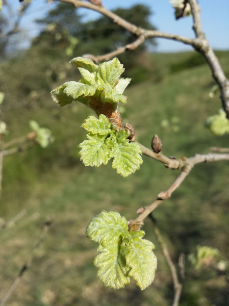 Pflanzenbild gross Flaum-Eiche - Quercus pubescens