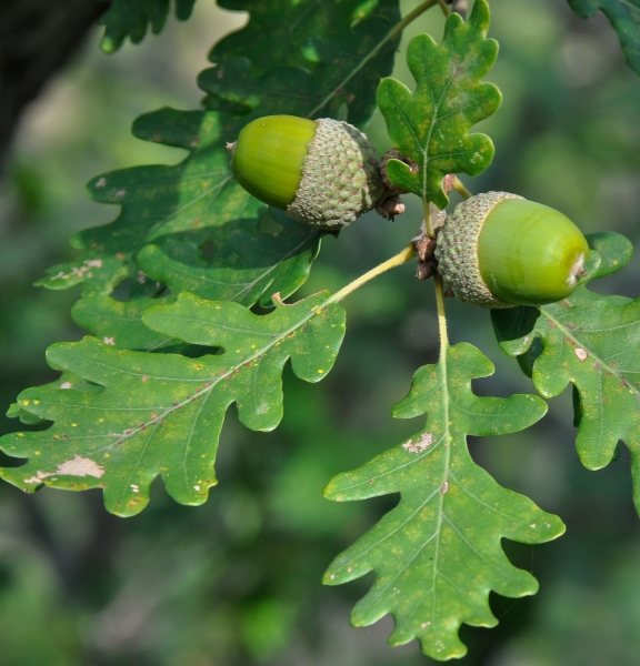 Pflanzenbild gross Flaum-Eiche - Quercus pubescens