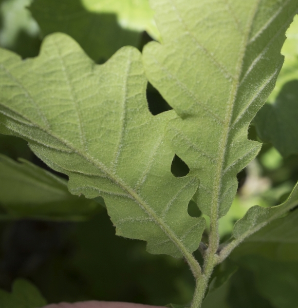 Pflanzenbild gross Flaum-Eiche - Quercus pubescens