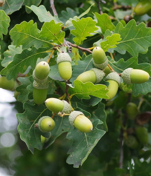 Pflanzenbild gross Stiel-Eiche - Quercus robur