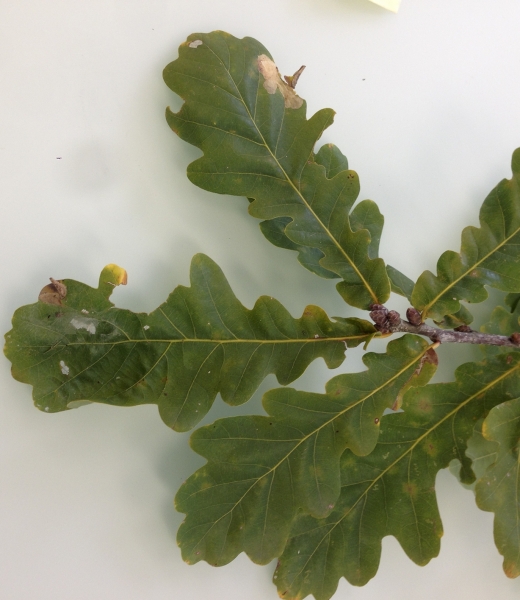 Pflanzenbild gross Stiel-Eiche - Quercus robur