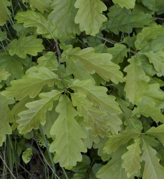 Pflanzenbild gross Trauben-Eiche - Quercus petraea