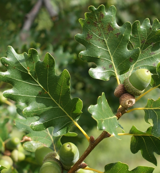 Pflanzenbild gross Trauben-Eiche - Quercus petraea