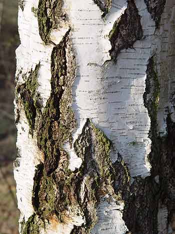 Pflanzenbild gross Hänge-Birke - Betula pendula