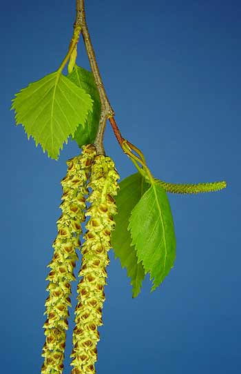 Pflanzenbild gross Hänge-Birke - Betula pendula