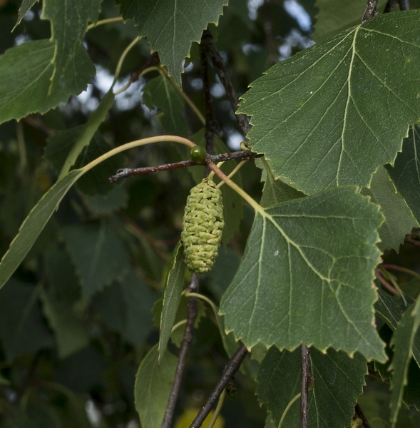 Pflanzenbild gross Hänge-Birke - Betula pendula
