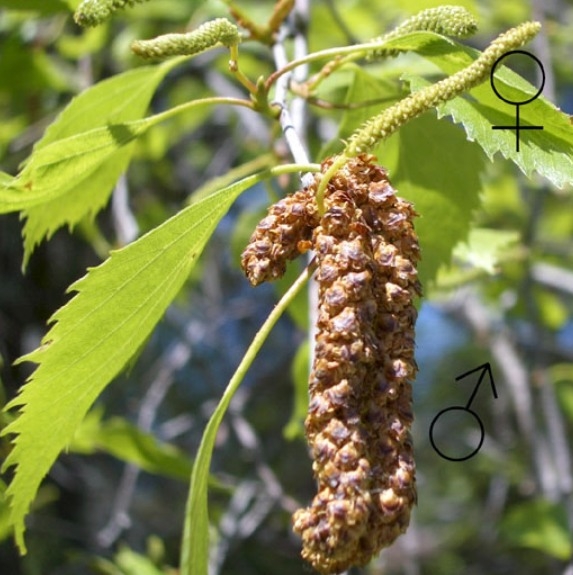 Pflanzenbild gross Hänge-Birke - Betula pendula