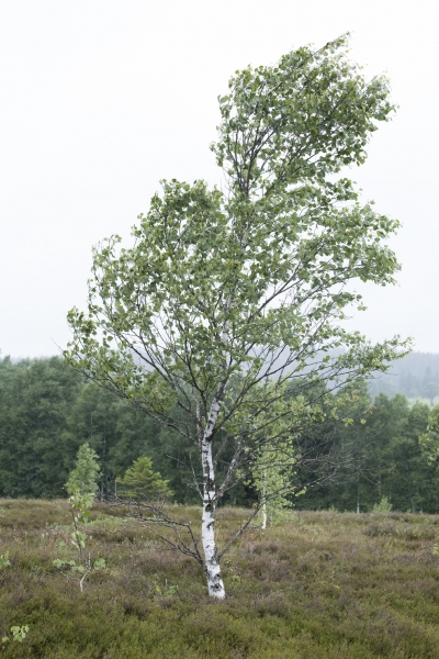 Pflanzenbild gross Moor-Birke - Betula pubescens