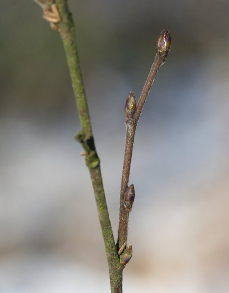 Pflanzenbild gross Moor-Birke - Betula pubescens
