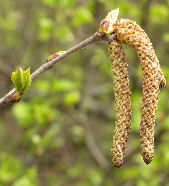 Pflanzenbild gross Moor-Birke - Betula pubescens