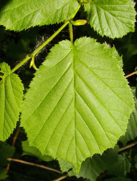 Pflanzenbild gross Haselstrauch - Corylus avellana