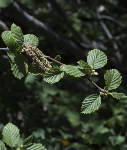 Pflanzenbild gross Grün-Erle - Alnus viridis