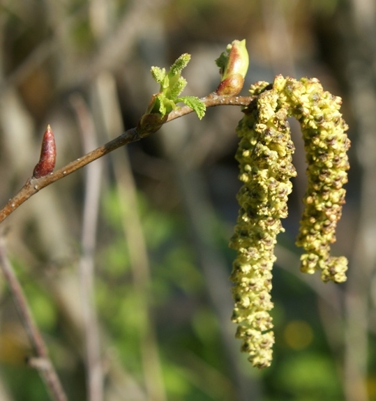Pflanzenbild gross Grün-Erle - Alnus viridis