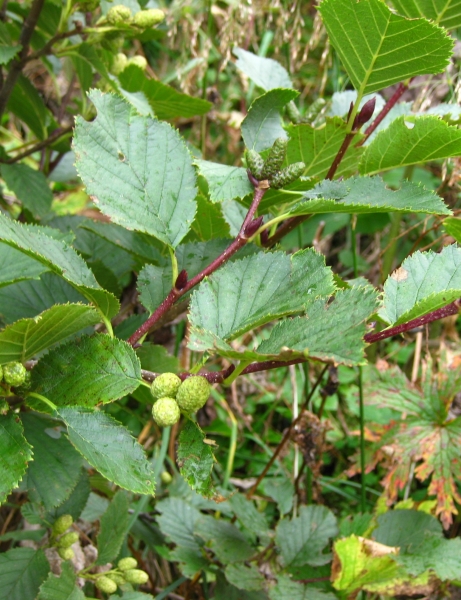 Pflanzenbild gross Grün-Erle - Alnus viridis