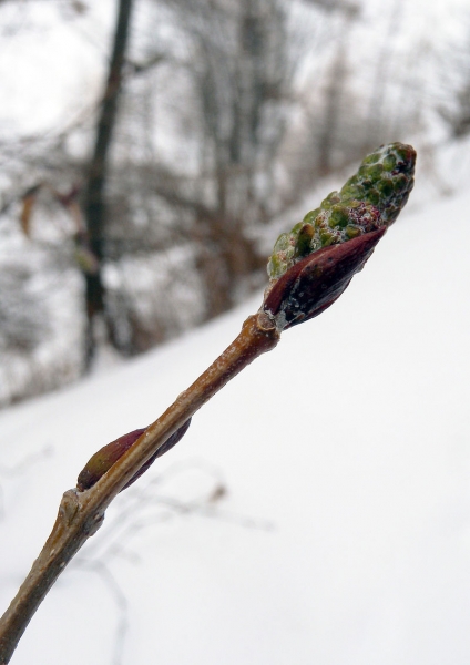 Pflanzenbild gross Grün-Erle - Alnus viridis