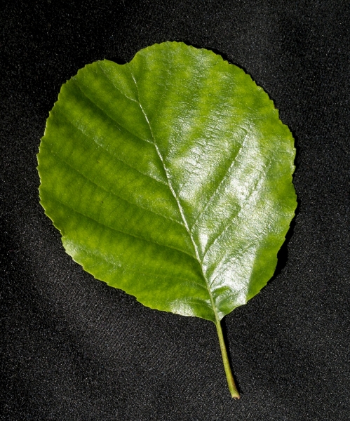 Pflanzenbild gross Schwarz-Erle - Alnus glutinosa