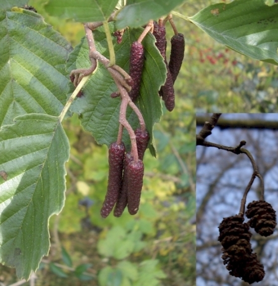 Pflanzenbild gross Schwarz-Erle - Alnus glutinosa