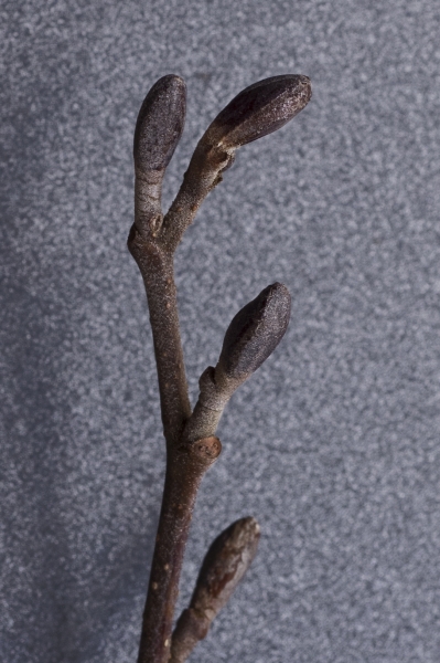 Pflanzenbild gross Schwarz-Erle - Alnus glutinosa