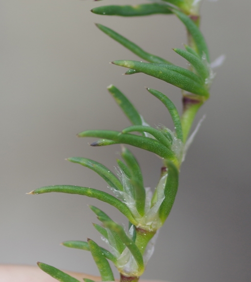 Pflanzenbild gross Rote Schuppenmiere - Spergularia rubra