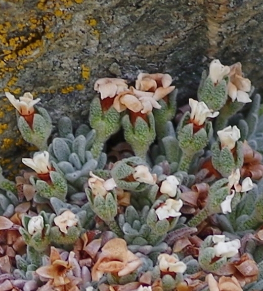Pflanzenbild gross Vandellis Mannsschild - Androsace vandellii