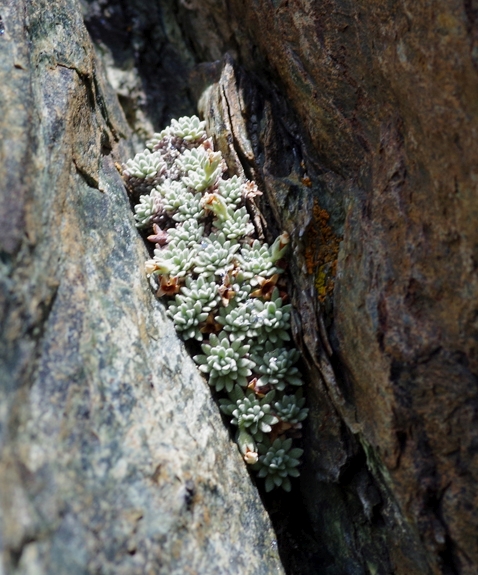 Pflanzenbild gross Vandellis Mannsschild - Androsace vandellii