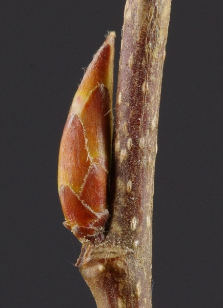 Pflanzenbild gross Hagebuche - Carpinus betulus