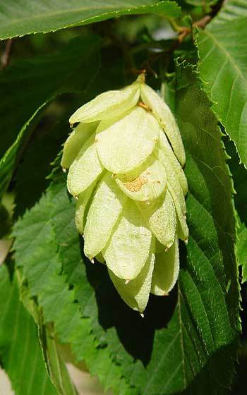 Pflanzenbild gross Hopfenbuche - Ostrya carpinifolia