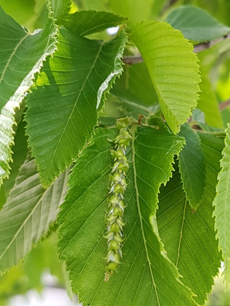 Pflanzenbild gross Hopfenbuche - Ostrya carpinifolia