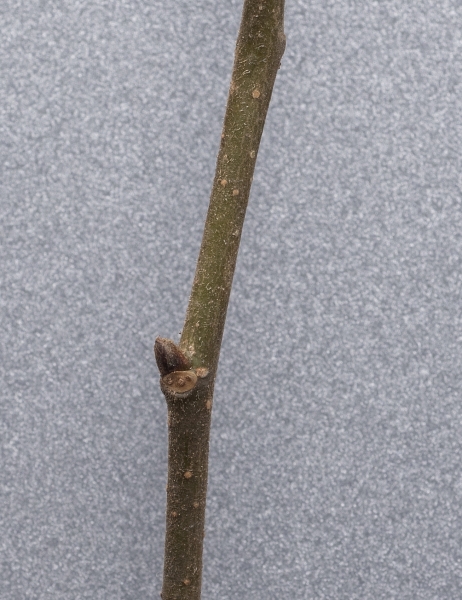 Pflanzenbild gross Berg-Ulme - Ulmus glabra