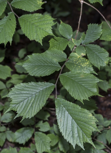 Pflanzenbild gross Berg-Ulme - Ulmus glabra